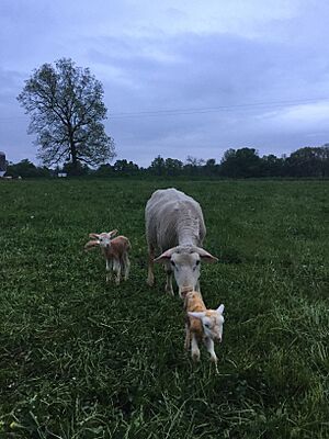 Polypay Ewe with Triplets