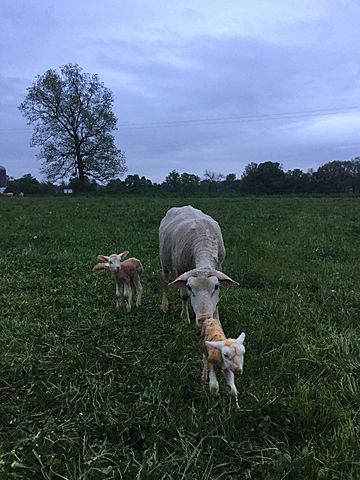 Polypay Ewe with Triplets