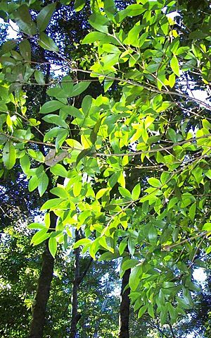 Pseudoweinmannia lachnocarpa leaves.jpg