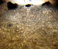 Psilocybe aztecorum 106870 crop