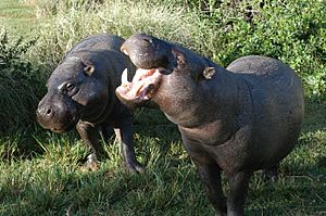 Pygmy hippopotamus pair