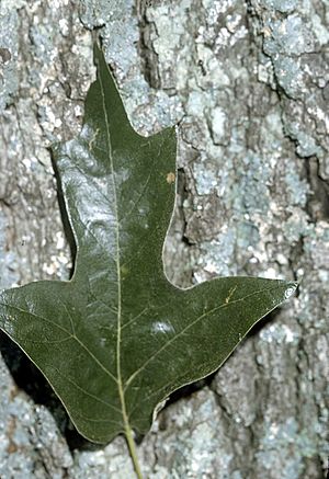 Quercus falcata leaf bark.jpg