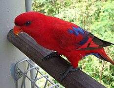 Red Lory (Eos bornea) Jurong Bird Park2-3c