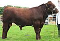 Red Shorthorn Bull IMG 0077