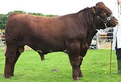 Red shorthorn bull