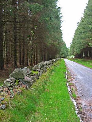 Road through Durris Forest - geograph.org.uk - 178311