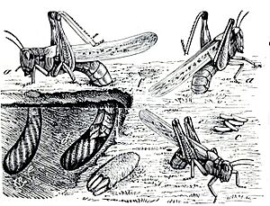 Rocky Mountain Locust oviposition