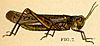 Rocky Mountain locust