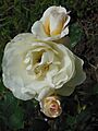 RosaCultivarOphelia-RosetoRomaCapitale-2