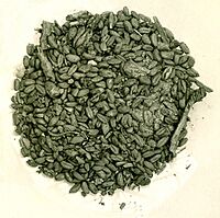 Sample of Grain from Merimda MET 33-4-59