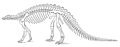Scelidosaurus skeleton