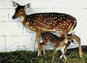 Spottted Deer LaCONES
