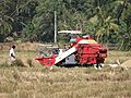 SriLanka - Moisson du riz
