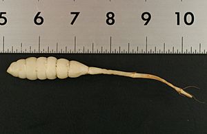 Stachys floridana root