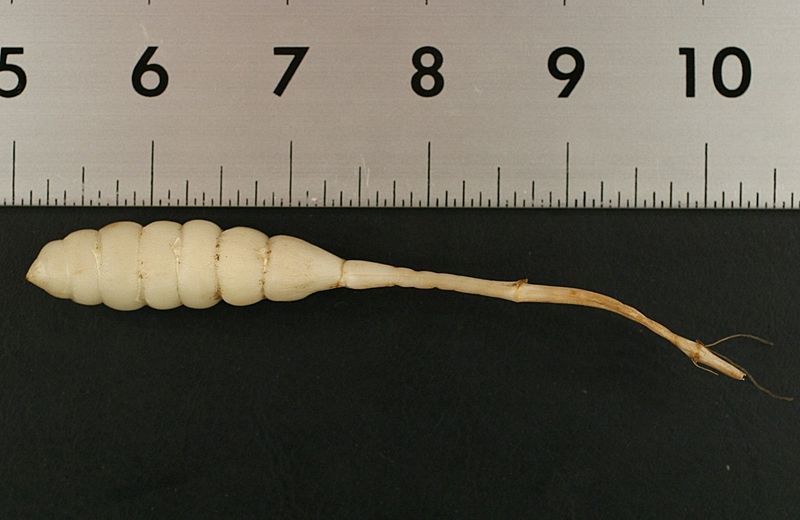Stachys floridana root