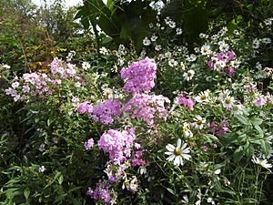 Stonecrop Gardens, Cold Spring, violet flowers