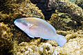 Striped parrotfish Scarus iserti (4657126126).jpg