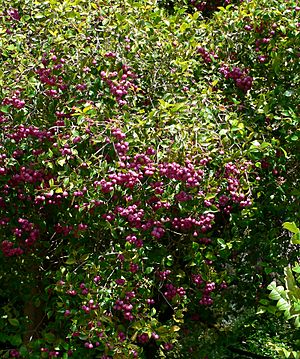 Syzygium smithii 2.jpg