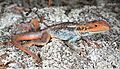 Tawny Dragon (Ctenophorus decresii) (9388501921)