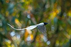 The Asian Paradise Flycatcher