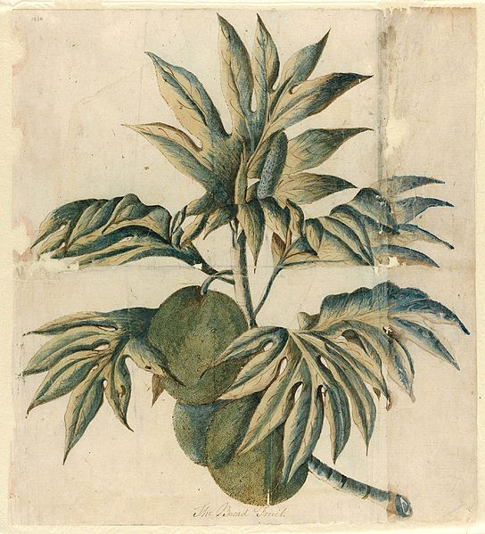 The Bread Fruit A604011h