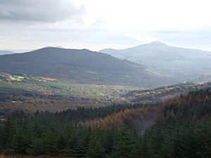 The forests of Glencree - geograph.org.uk - 627198