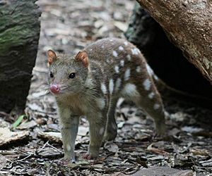 Tiger quoll Featherdale