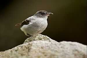 Torrent Tyrannulet.jpg