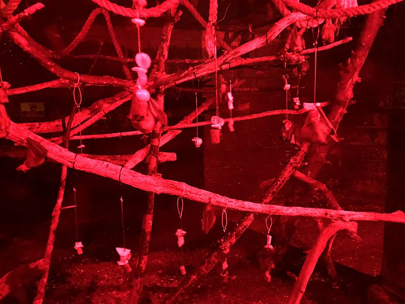 Tropical World Bats