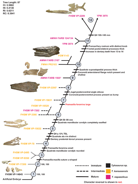 Tylosaurus nepaeolicus kansasensis ontogram