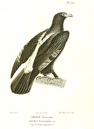 VerreauxsEagle
