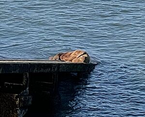 Wally the Walrus, Tenby