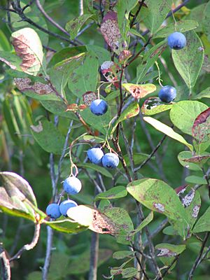 Wild Blueberries.jpg
