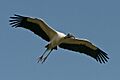 Wood Stork In Flight By Carole Robertson