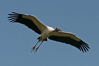 Wood Stork In Flight By Carole Robertson