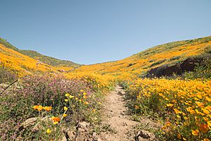 2017 California Super Bloom - California Poppies