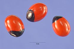 Abrus precatorius seeds