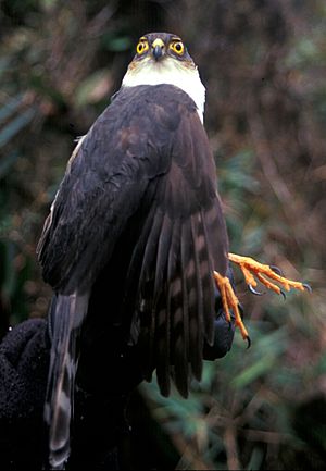 Accipiter ventralis 2.jpg