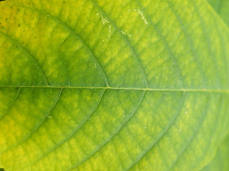 Aesculus parviflora (6)