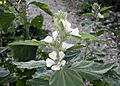 Althaea officinalis (common marsh-mallow), Guilford, CT (42861186434)