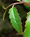 Amborella trichopoda 5