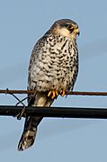 Amur Falcon (F)