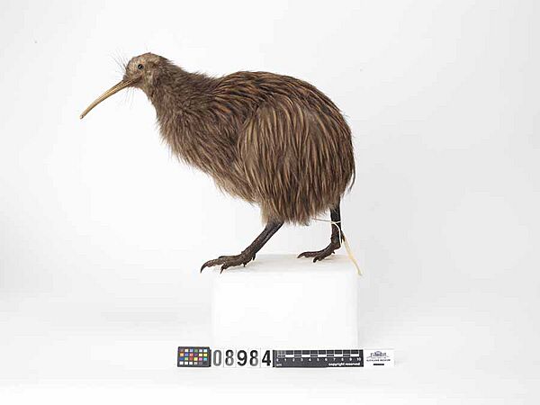 Apteryx mantelli (AM LB8984-3)