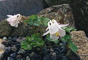 Aquilegia laramiensis 1.jpg