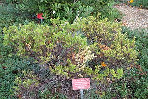 Arctostaphylos densiflora - Regional Parks Botanic Garden, Berkeley, CA - DSC04346.JPG