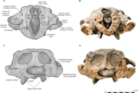 Arktocara skull in anterior and posterior views
