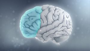 Attention deficit hyperactivity disorder - Attention deficit hyperactivity disorder - Reduced brain volume on the left side from ADHD