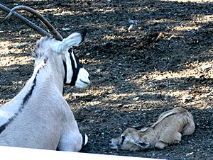 Baby Gemsbok - Buffalo Zoo