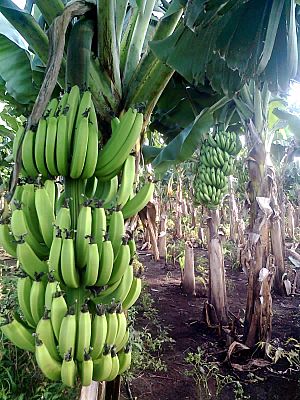 Banana farm Chinawal