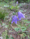 Campanula rotundifolia, bluebell bellflower, Peninsula State Park